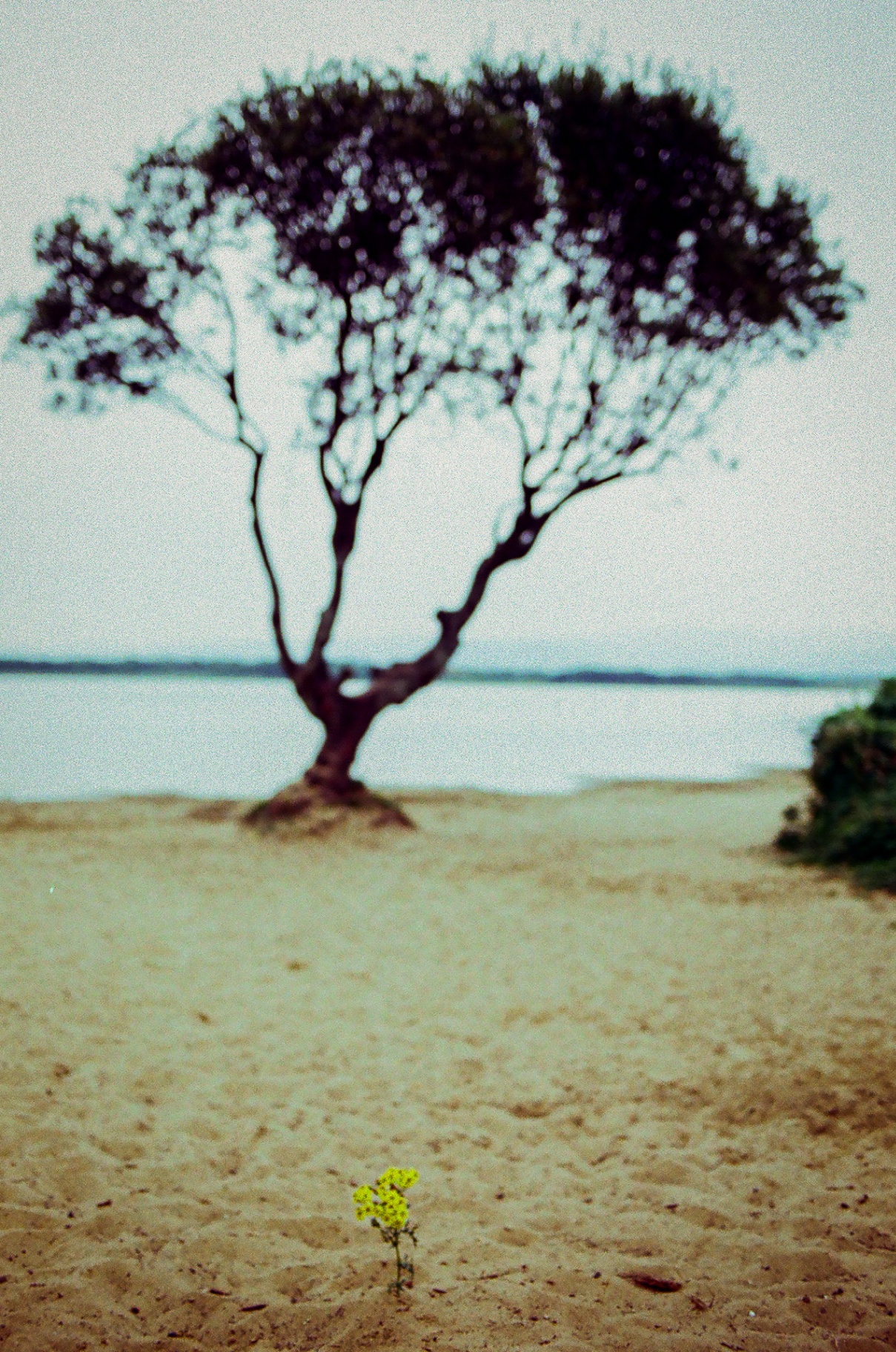 A lone tree on a sandy shore with a small yellow flower in the foreground
